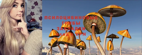 прущие грибы Новокубанск